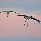 Landing cranes