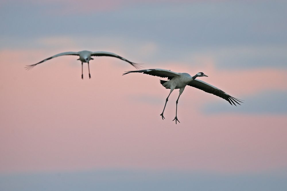 Landing cranes