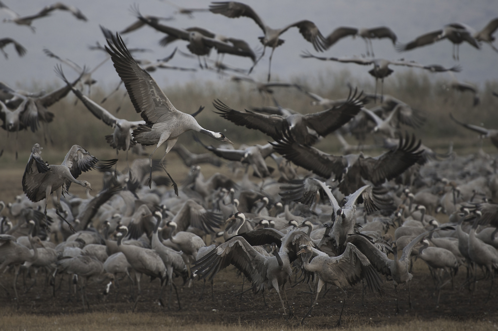 landing cranes