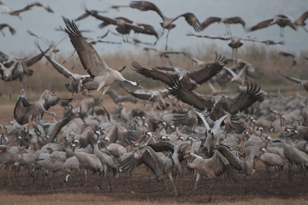 landing cranes