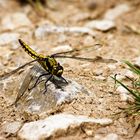 landing dragonfly