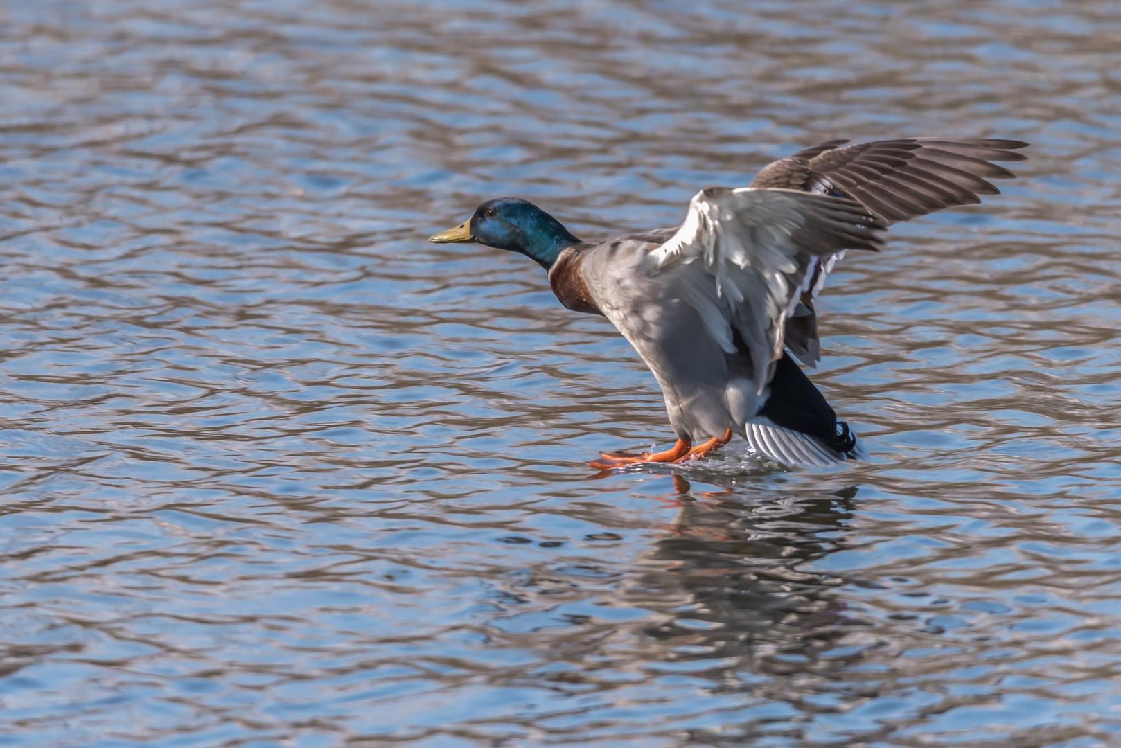 landing duck