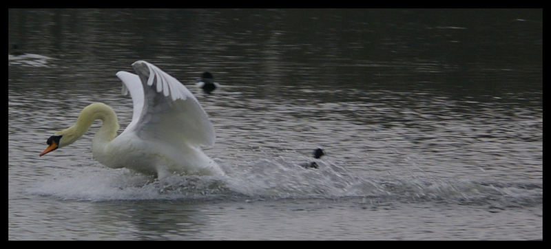 Landing gear Down