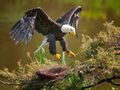 LANDING II ( Bald Eagle ) by Fons van Swaal