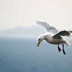 Landing in Ireland