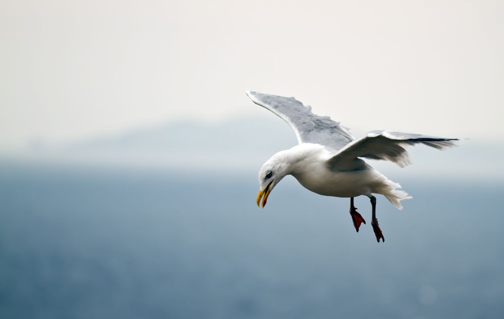 Landing in Ireland