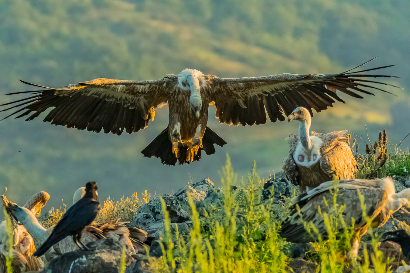 Landing of the vulture