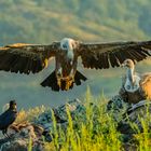 Landing of the vulture