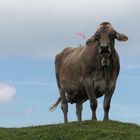 Landing on a cow - or behind ;-)