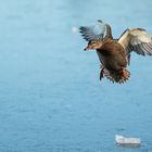 Landing on ice