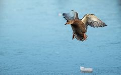 Landing on ice