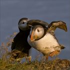 landing puffin