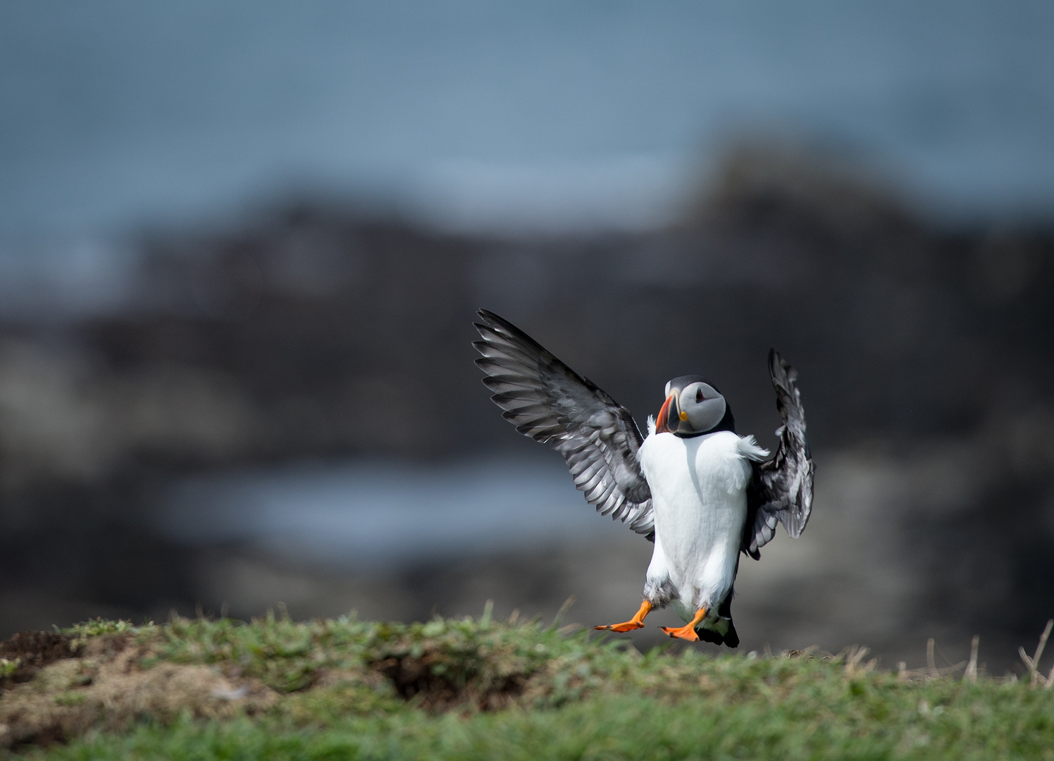 Landing Puffin