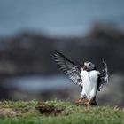 Landing Puffin