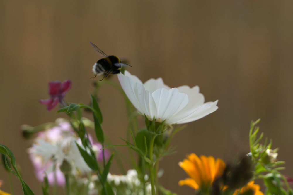 landing sequence initiated