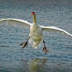 Landing Swan