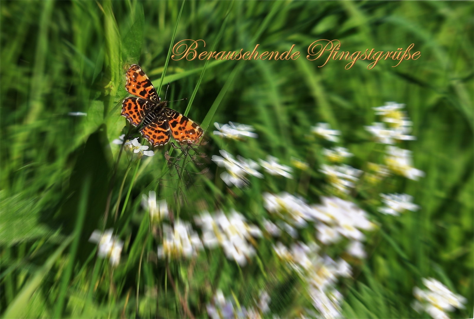 Landkärchen im Tiefflug