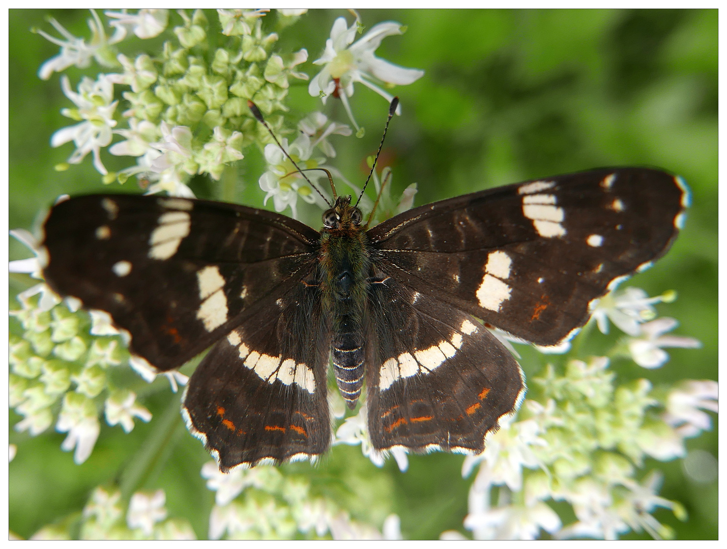 Landkärtchen - 2 (Araschnia levana)