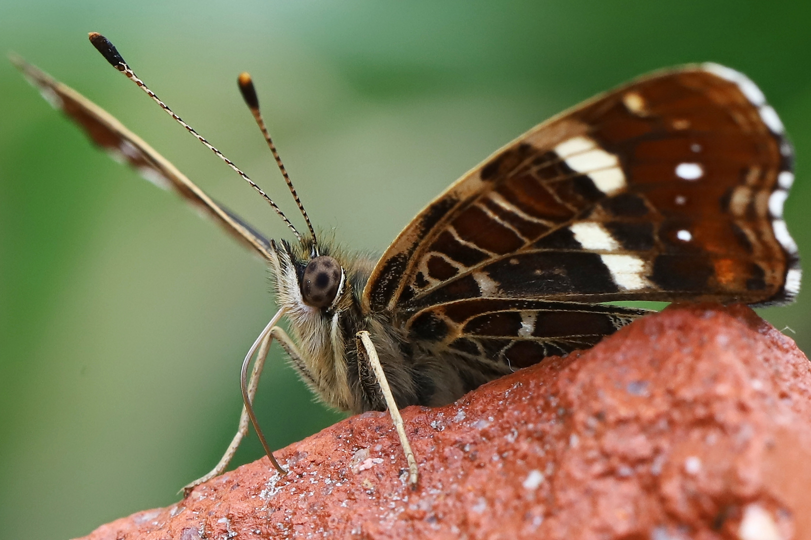 Landkärtchen (2019_07_02_EOS 6D Mark II_4917_ji)