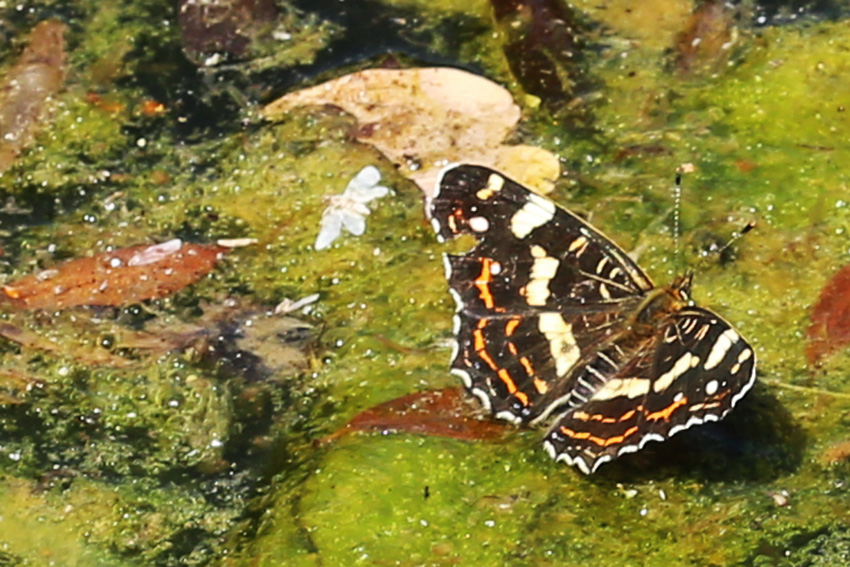 Landkärtchen am Zeuterner See