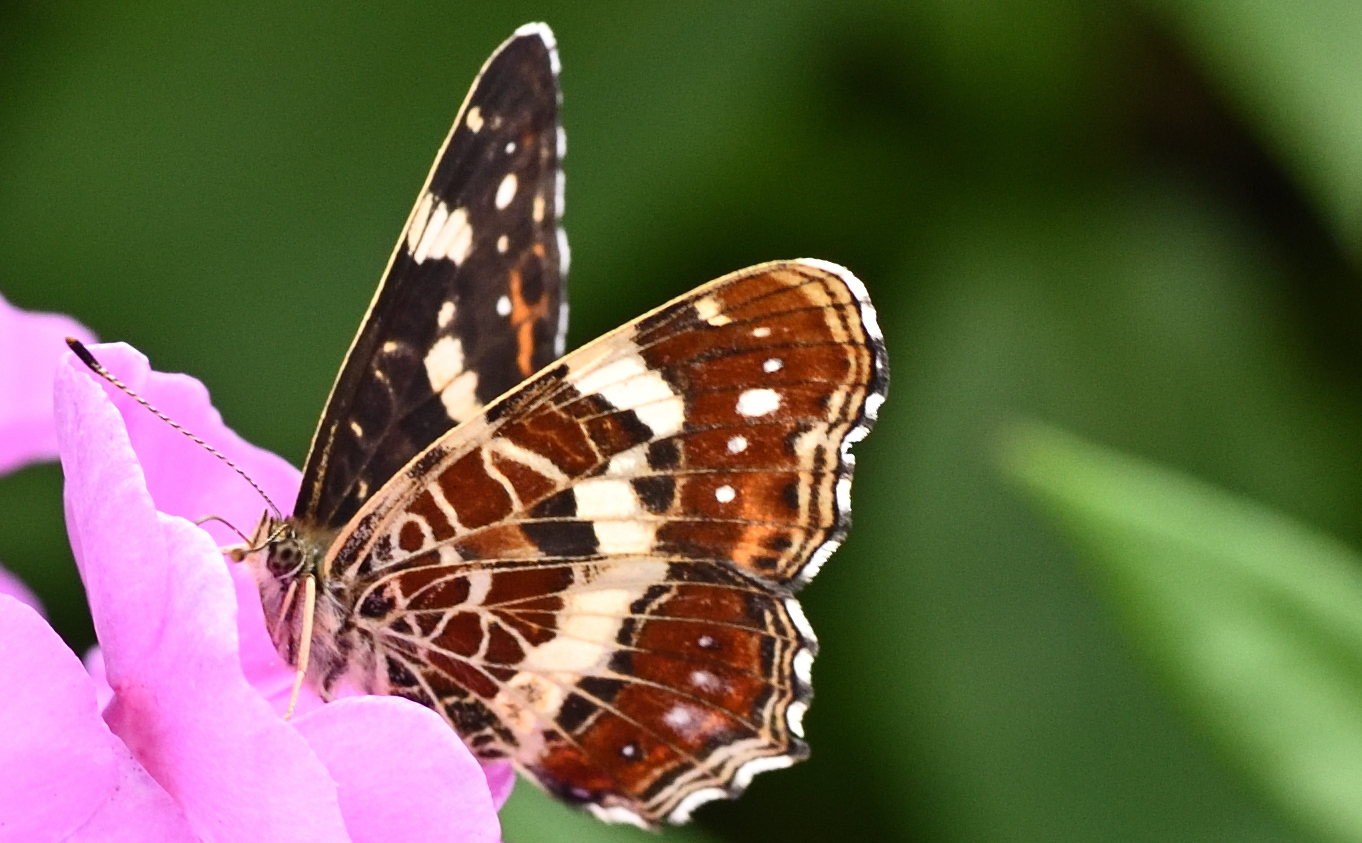 Landkärtchen an Phlox, Sommerform