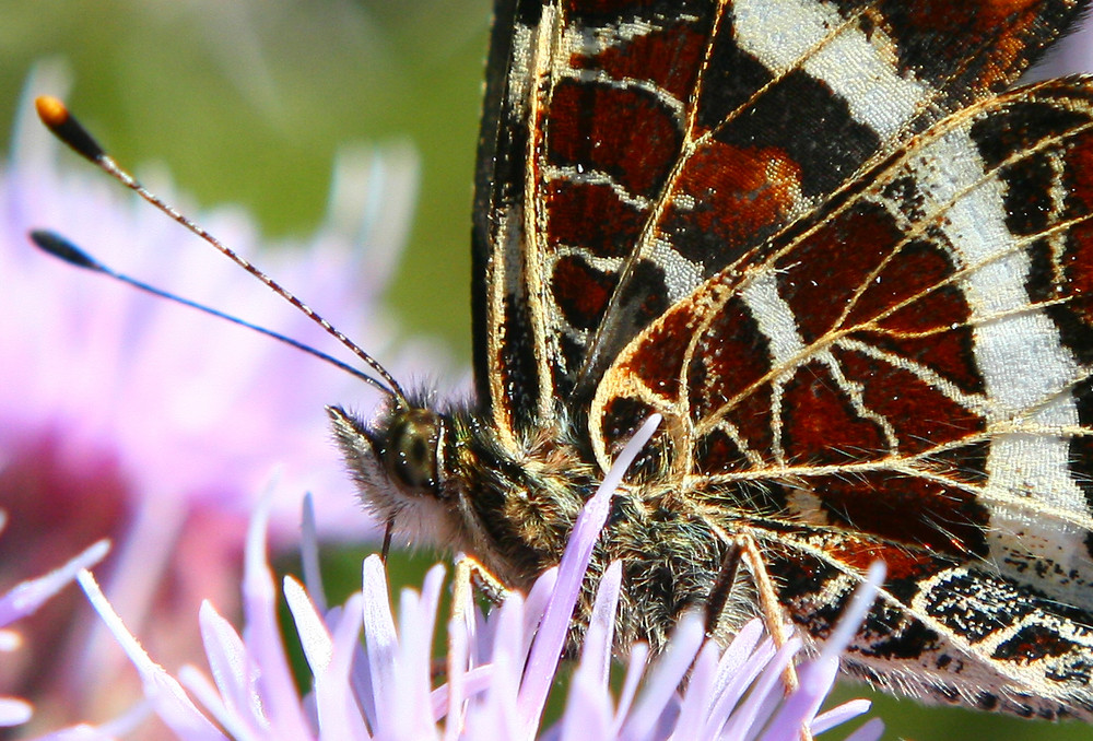 Landkärtchen ( Araschnia lavena )