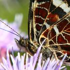 Landkärtchen ( Araschnia lavena )