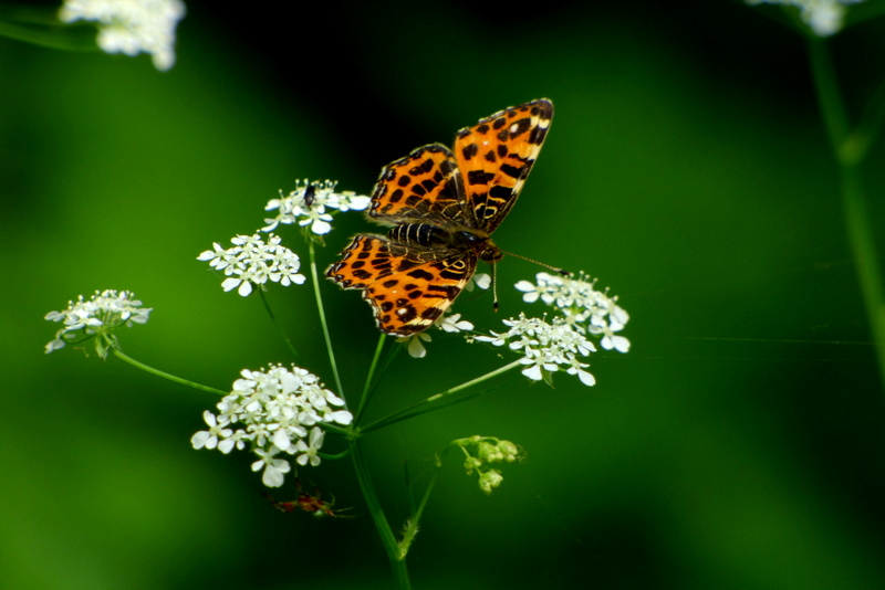 Landkärtchen (Araschnia levana)