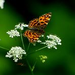 Landkärtchen (Araschnia levana)