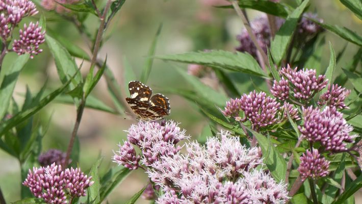 Landkärtchen (Araschnia levana)