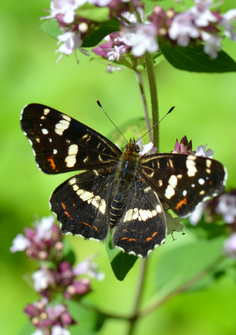 'Landkärtchen' (Araschnia levana)