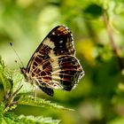 Landkärtchen ( Araschnia levana  )  