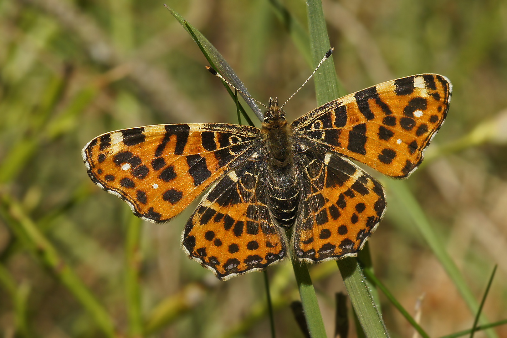 Landkärtchen (Araschnia levana) 2015