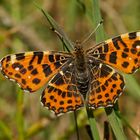 Landkärtchen (Araschnia levana) 2015