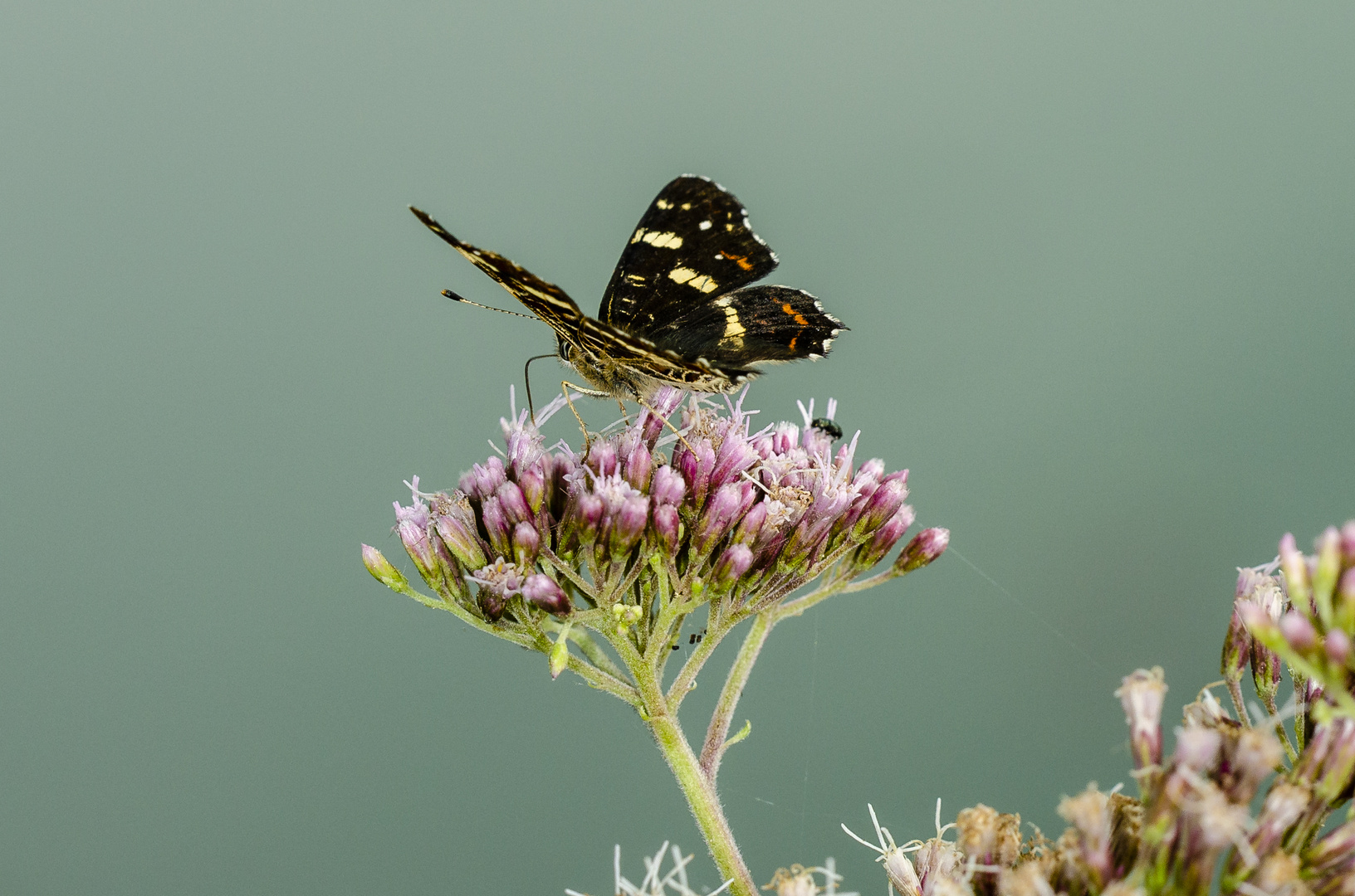 Landkärtchen (Araschnia levana)