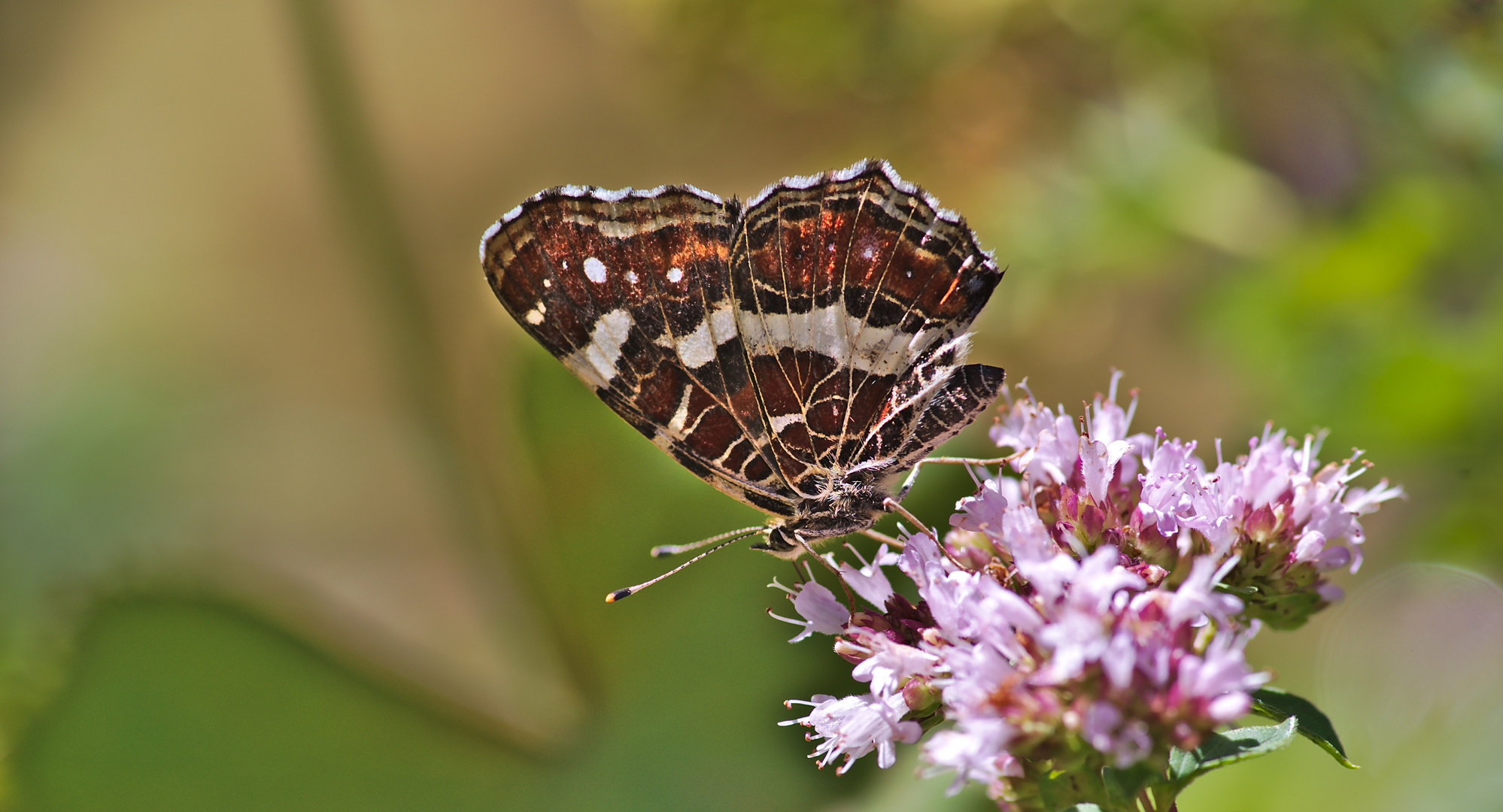 Landkärtchen (Araschnia levana) 3