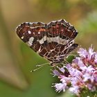 Landkärtchen (Araschnia levana) 3