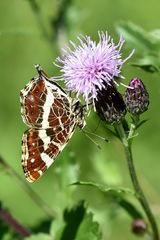 Landkärtchen - (Araschnia levana)