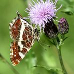 Landkärtchen - (Araschnia levana)