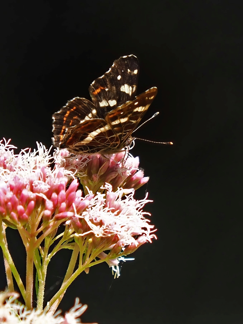 Landkärtchen (Araschnia levana)