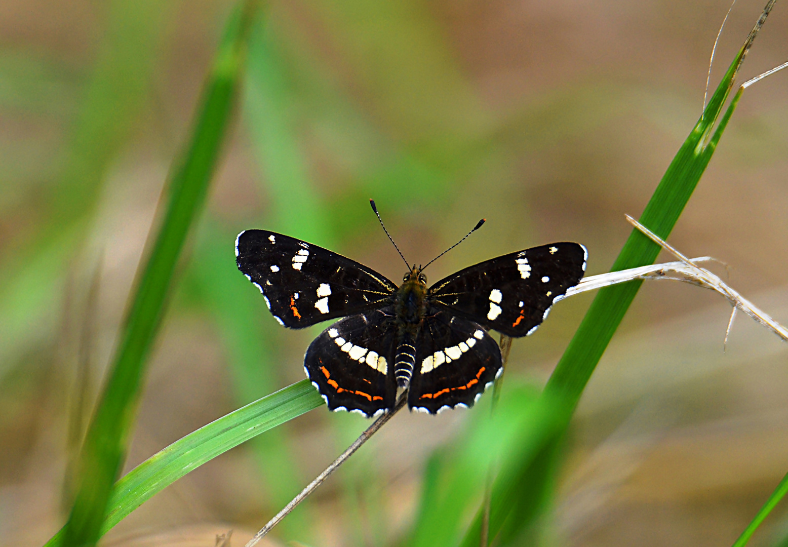 Landkärtchen (Araschnia levana)