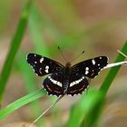 Landkärtchen (Araschnia levana)