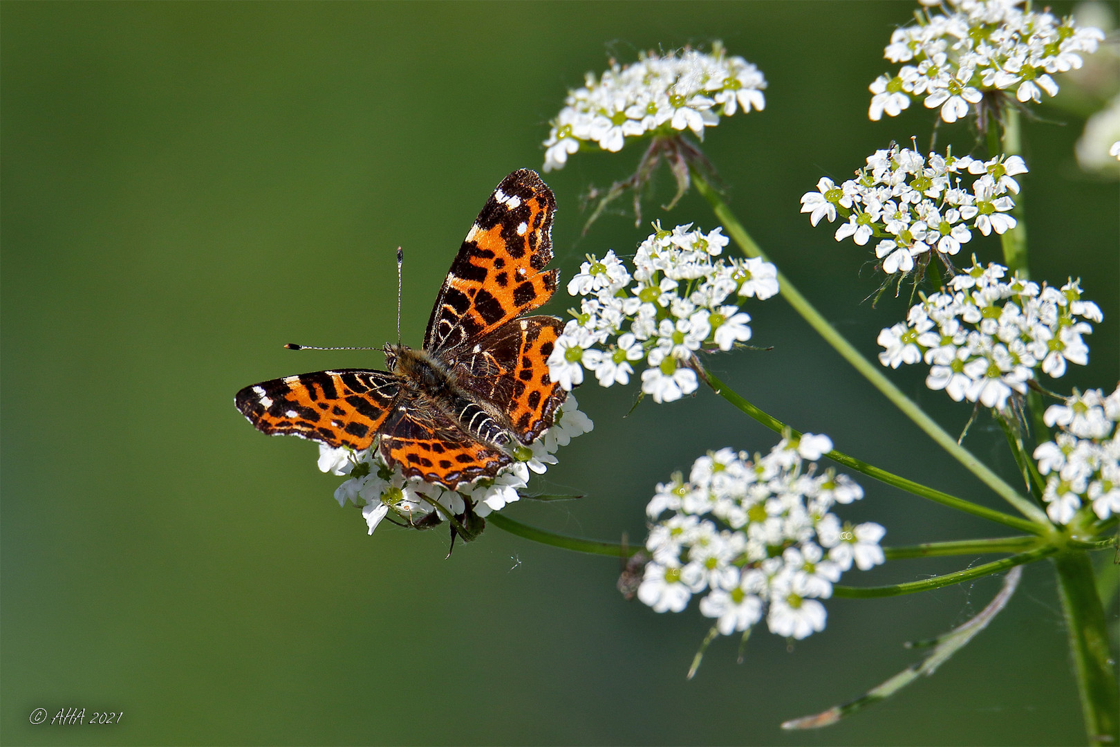 Landkärtchen (Araschnia levana)