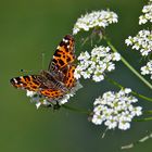 Landkärtchen (Araschnia levana)