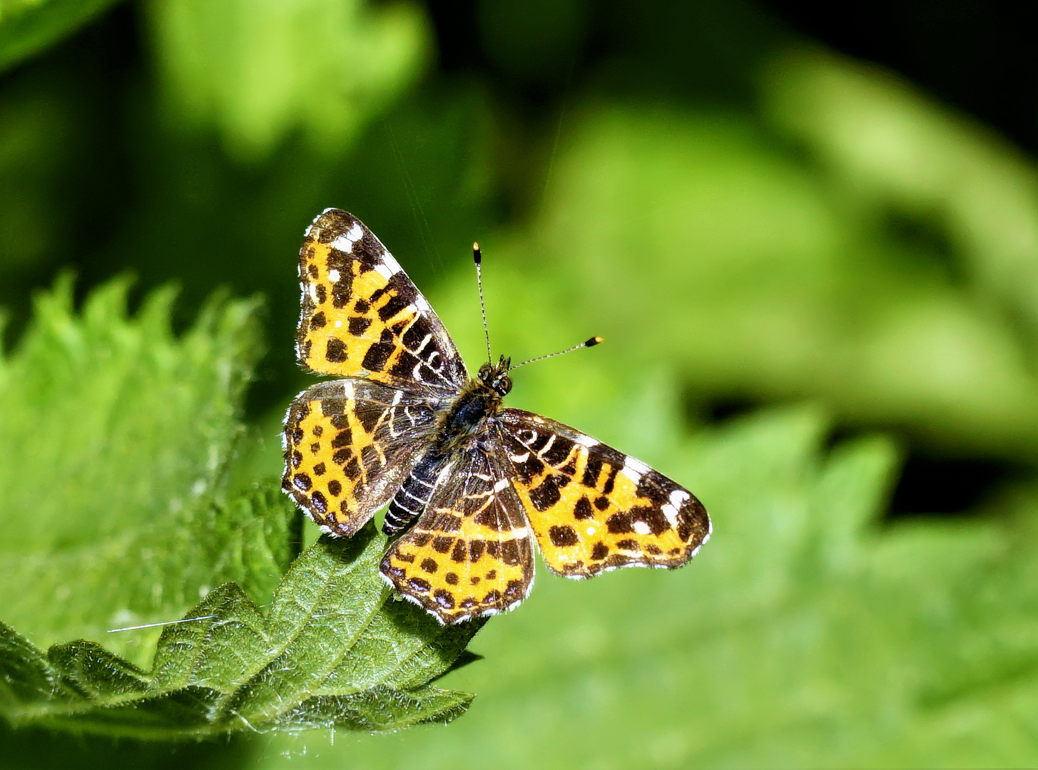 Landkärtchen (Araschnia levana)