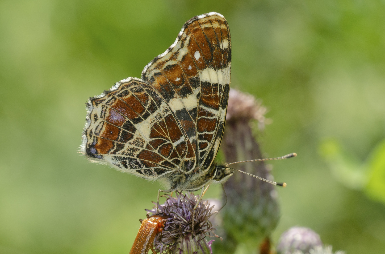 Landkärtchen (Araschnia levana)