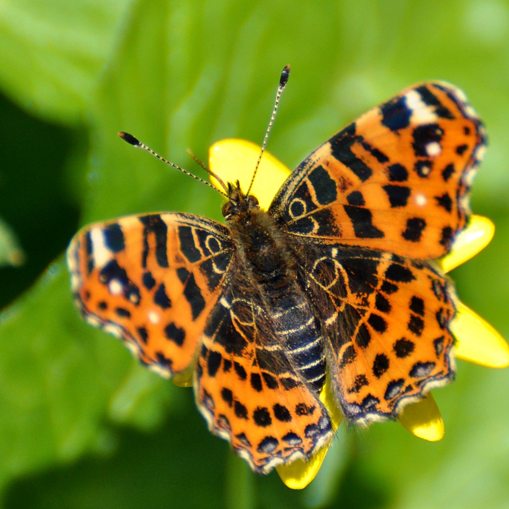 Landkärtchen (Araschnia levana)