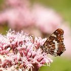 Landkärtchen (Araschnia levana) 