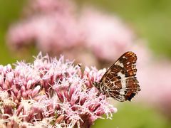 Landkärtchen (Araschnia levana) 