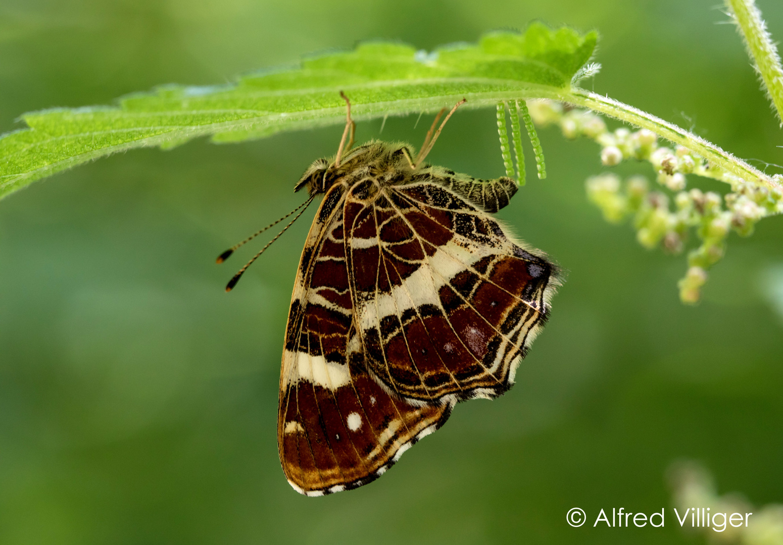 Landkärtchen (Araschnia  levana)  